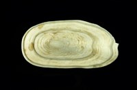 藏品(鴨嘴螺)的圖片